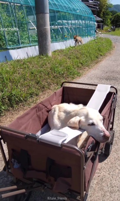 わんことキツネの出会い