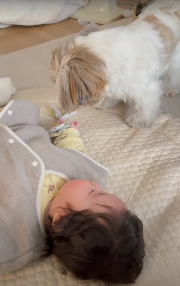 赤ちゃんの手元に落ちているおもちゃを見つめる犬