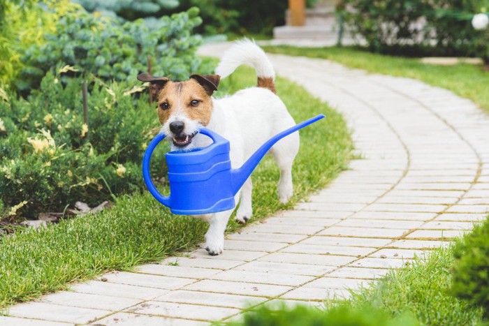 水やりに励む犬