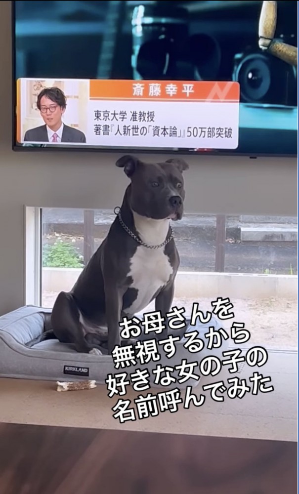 ハッとする犬