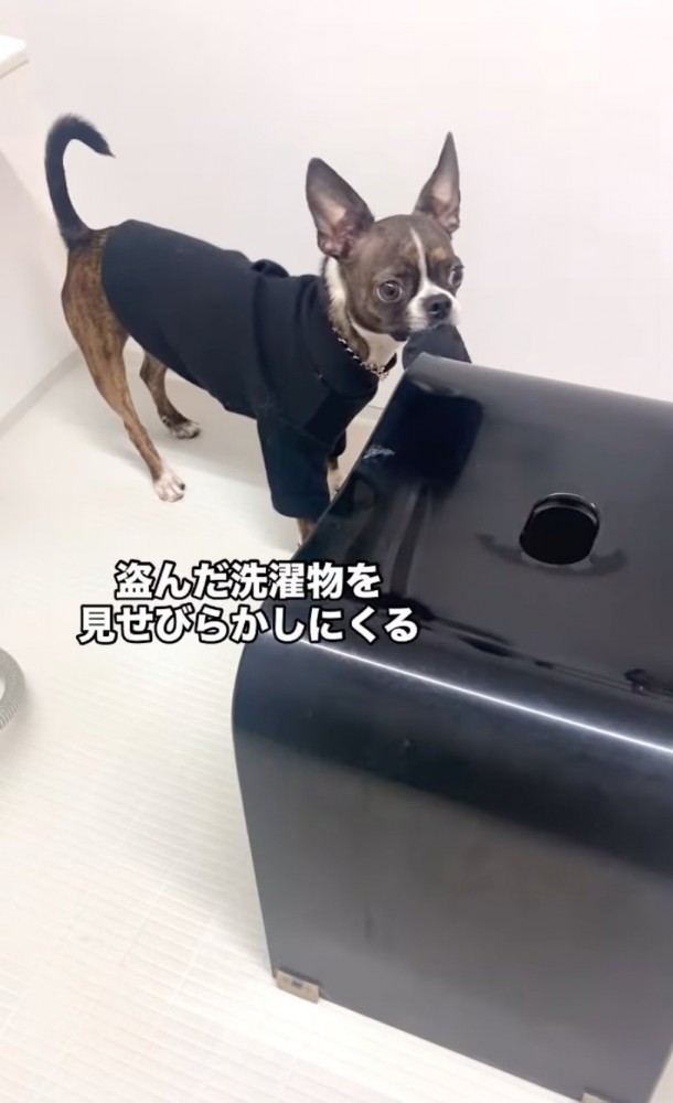 洗濯物をくわえている犬