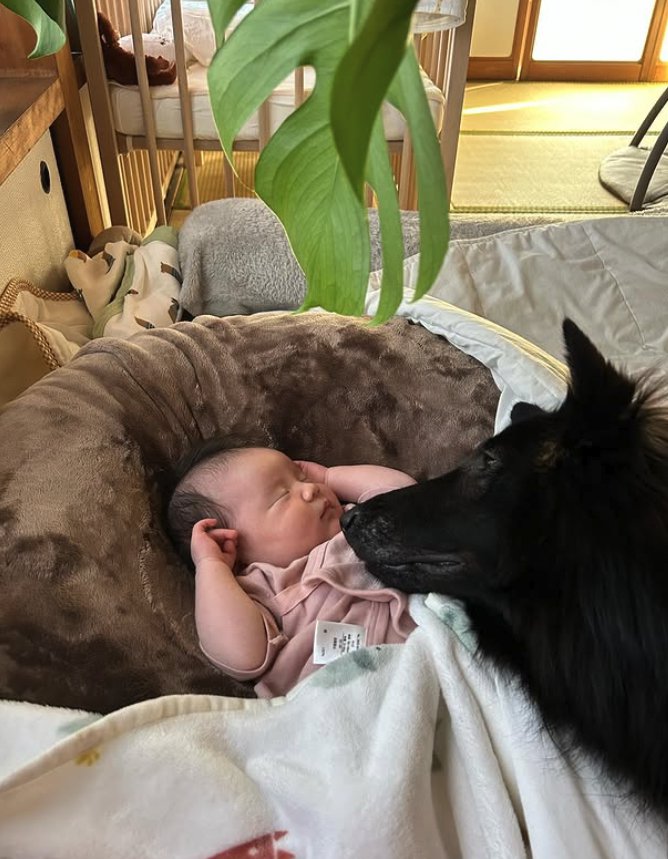 寝ている赤ちゃんに顔を近づけている犬