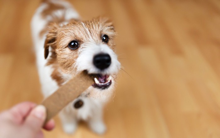 茶色いガムらしきものを噛む犬