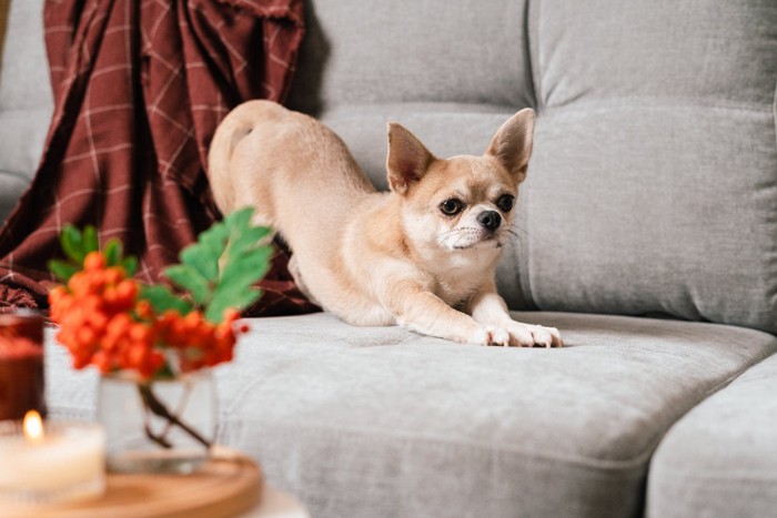 ソファの上で伸びをする犬