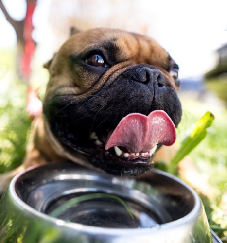 水を飲んでいる犬のドアップ