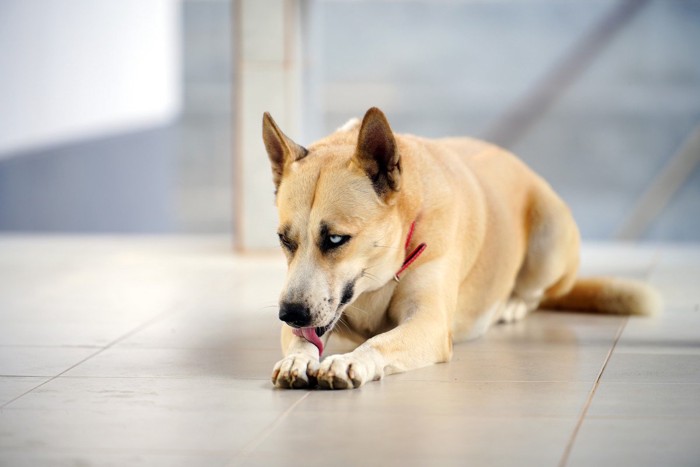 足を舐めている犬