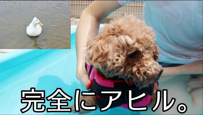 水の中で微動だにしない犬