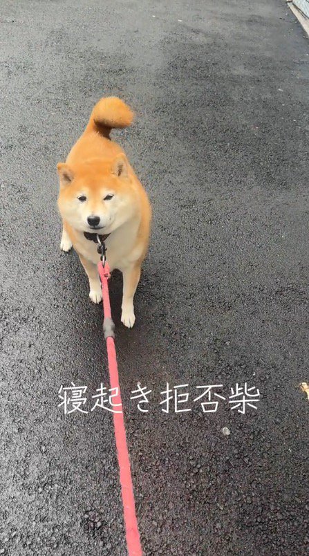 立ち止まった犬のリードを引く飼い主