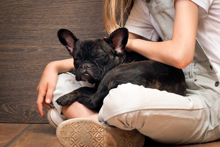 膝の上で眠る犬