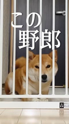 ゲートの近くで伏せる犬