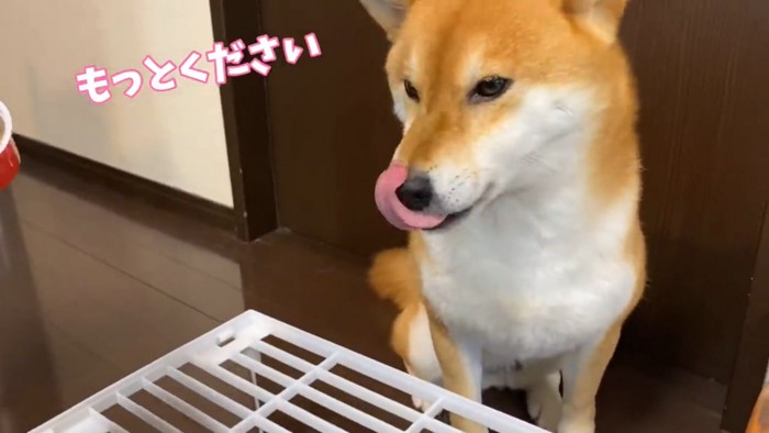 舌なめずりをする犬