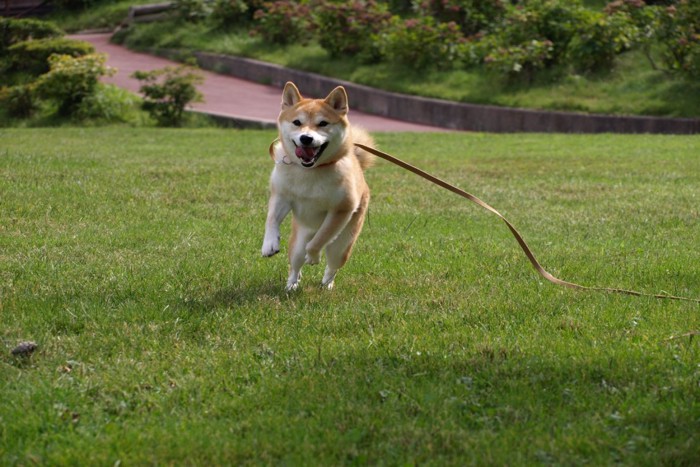 公園で遊ぶ柴犬