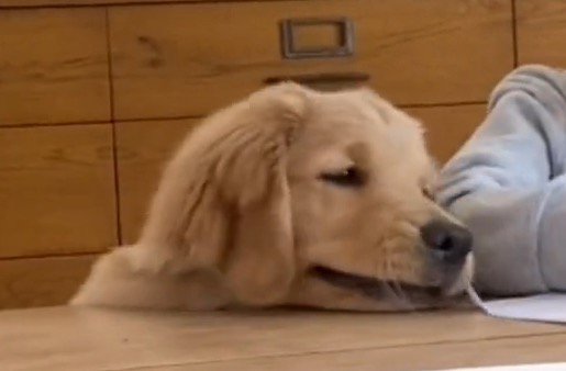 宿題する女の子を見つめる犬