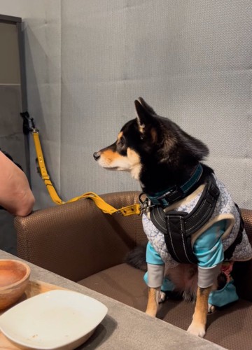見つめる柴犬