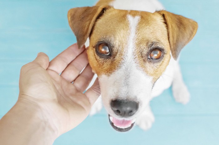 笑顔で見上げる犬