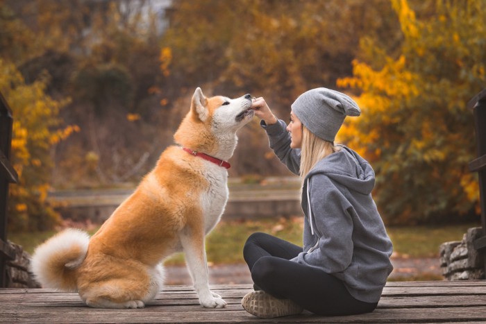 秋田犬と女性