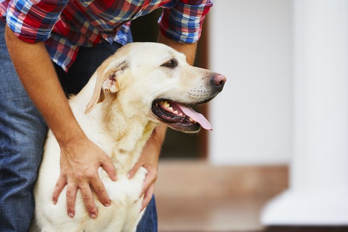 男性に身体を触られている犬