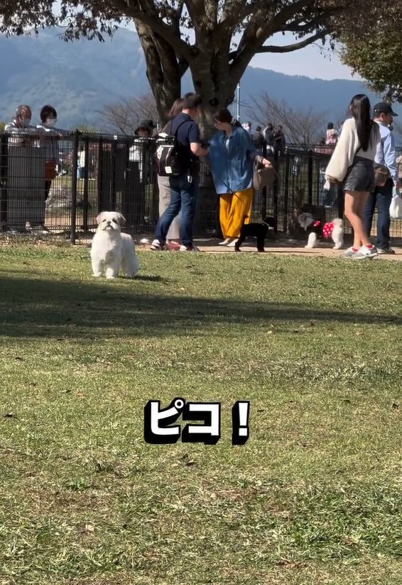 名前を呼ばれたピコちゃん