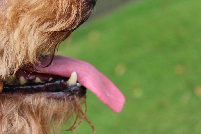 犬の歯のアップ