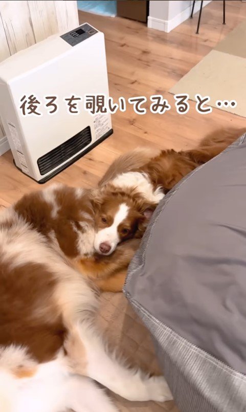 体が長く見えるガルチェロくん4