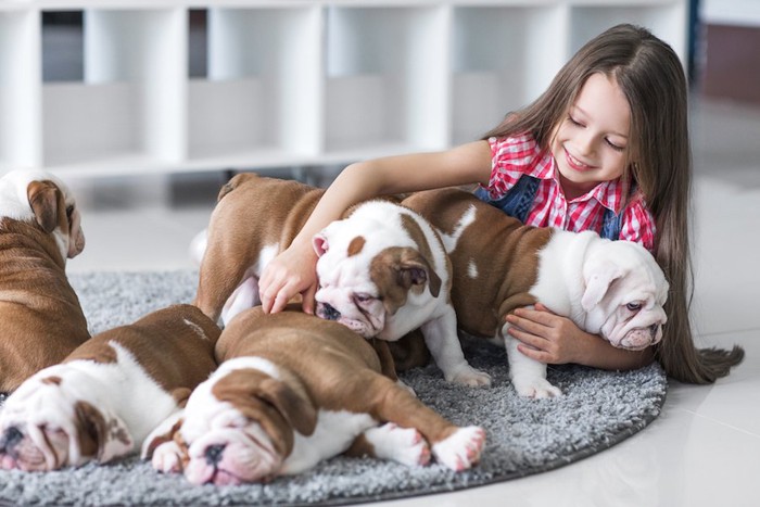 女の子と遊ぶブルドッグの子犬たち