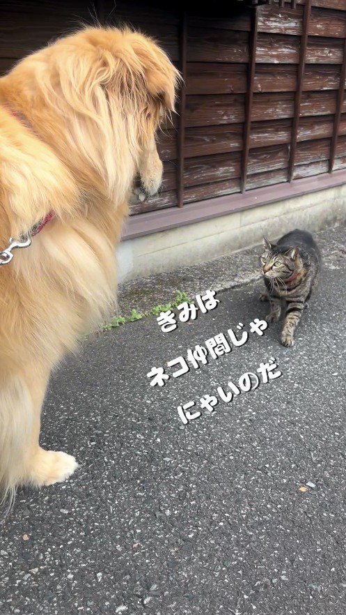 犬を見て後ずさりをする猫