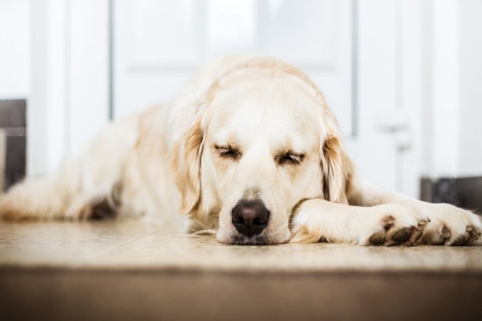 玄関前に眠る犬