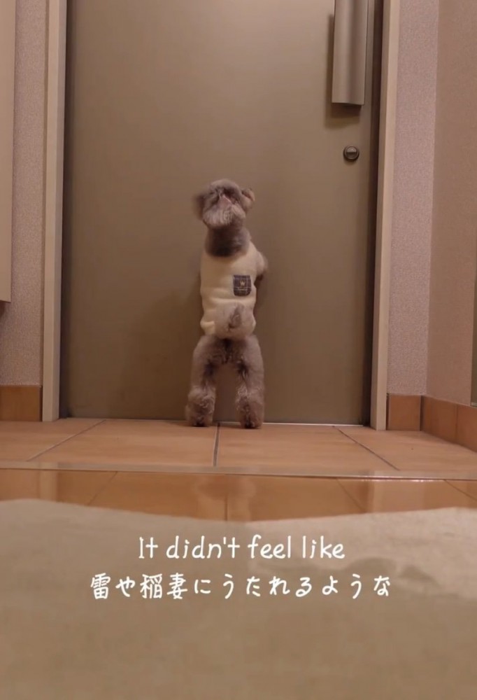 玄関ドアに前足をついて立ち上がる犬