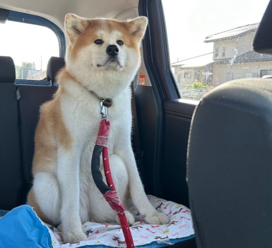 秋田犬