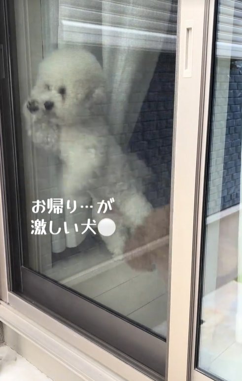 飼い主の帰りを待つ小型犬