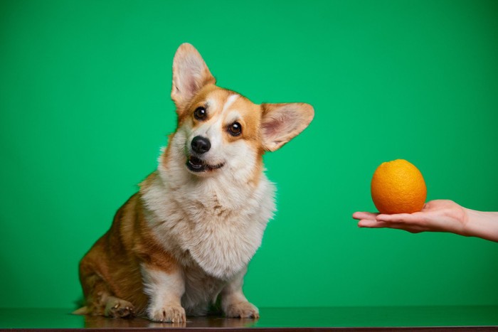 オレンジを差し出されて首をかしげる犬