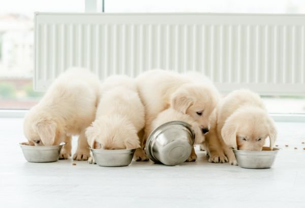 ごはんを食べる子犬たち