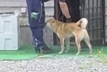 配達員の足元で見上げる犬