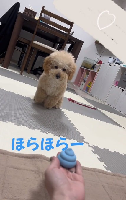 おもちゃを見るふくくん