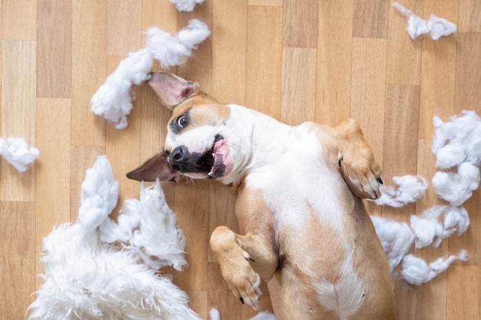 床を散らかして仰向けで遊ぶ犬