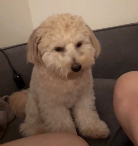 うつむきかけた犬