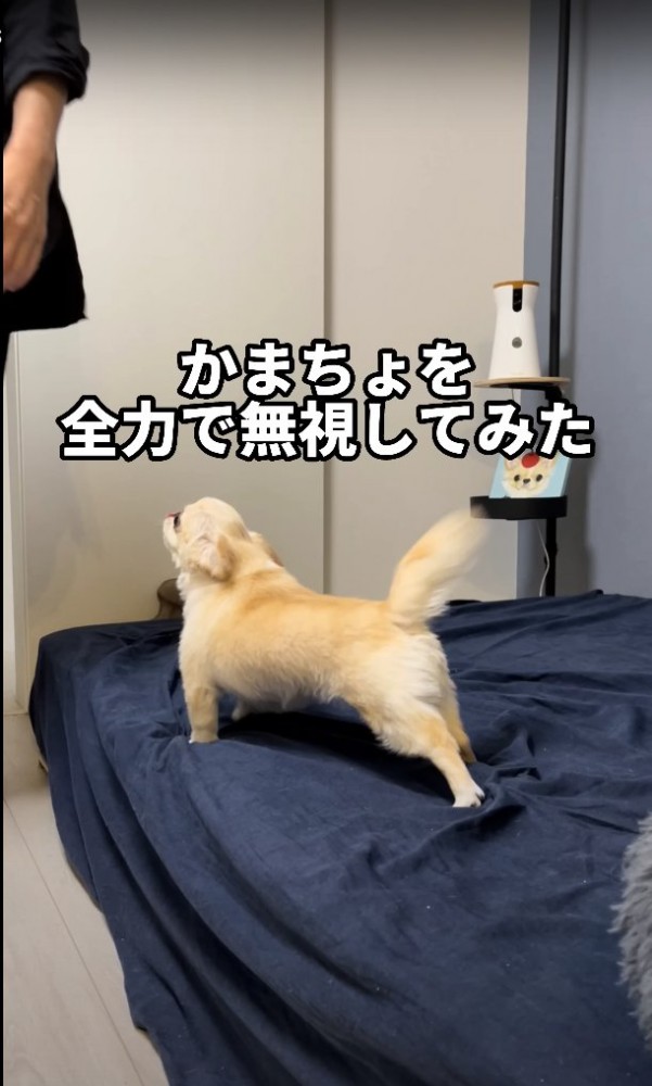 ベッドの上で伸びながら飼い主を見る犬