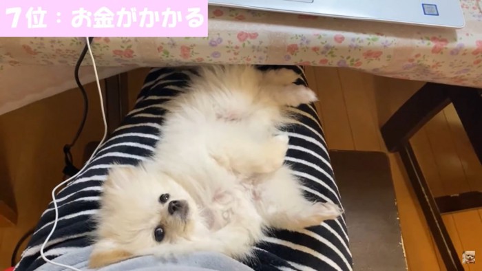 お金がかかるれもんちゃん