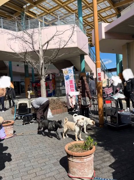 犬猫の譲渡会を開催