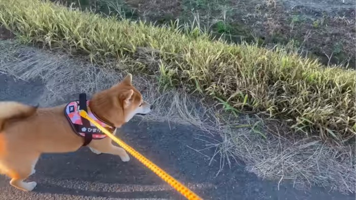 散歩する犬