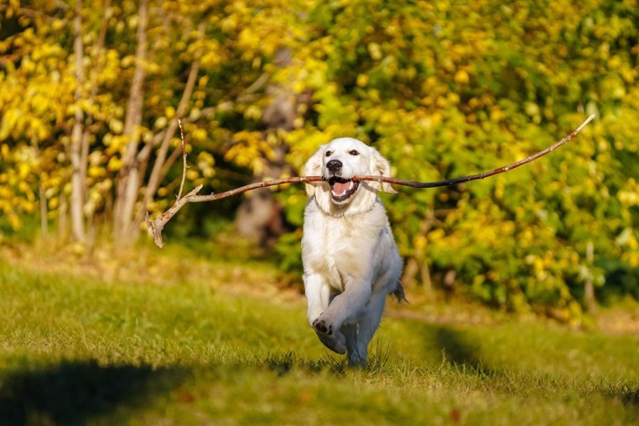 長い木の棒をくわえている犬