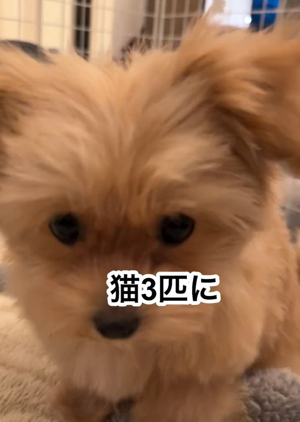マルプーののえるちゃん