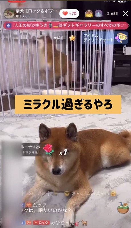 ロックくん＆ボブくんのハプニング2