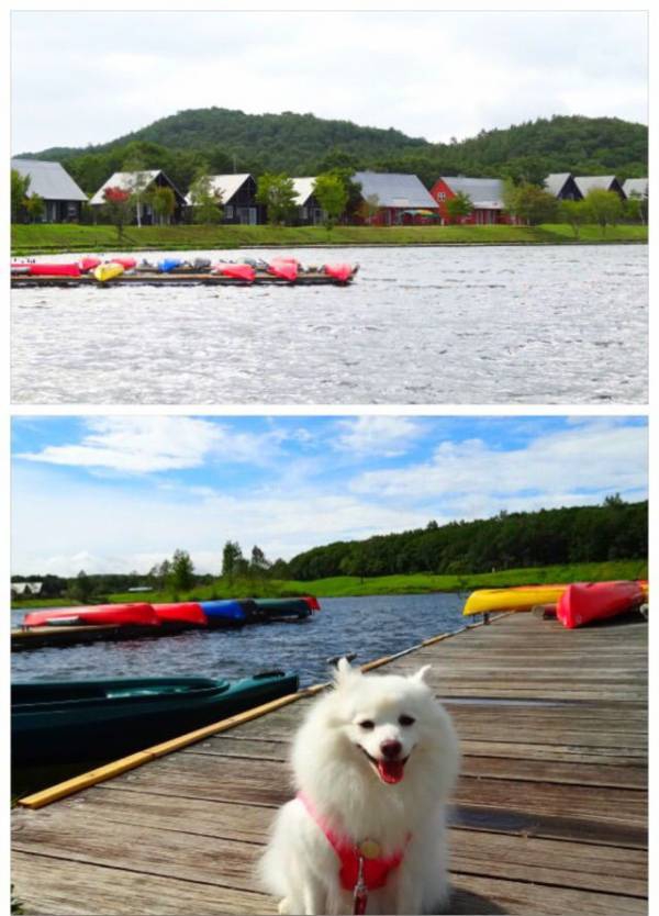 湖畔の犬