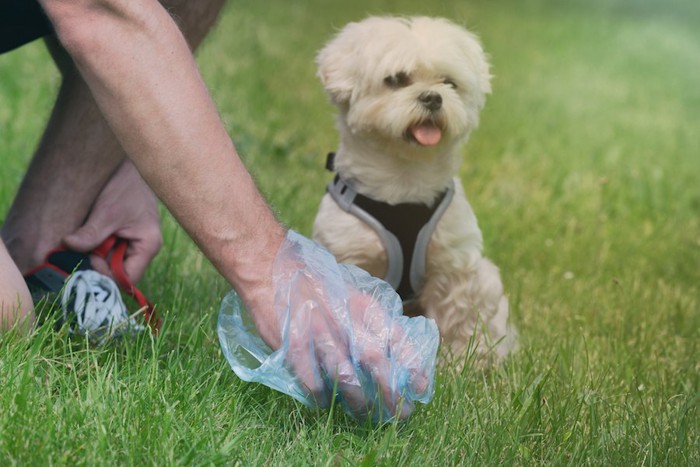 犬のウンチをとる男性の手