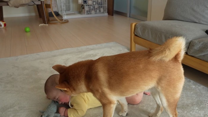 食後も仲良く遊んでいるそう