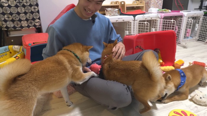 お兄ちゃんが帰省した時の豆柴4兄妹⑩