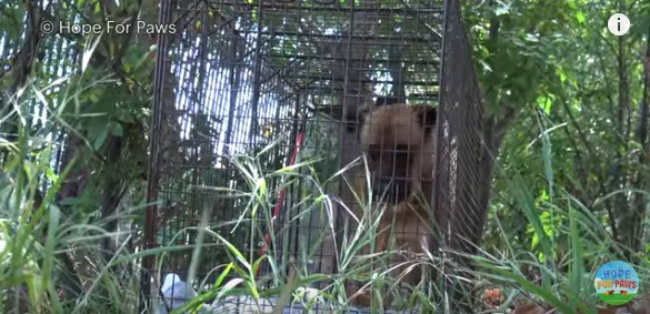 ケージトラップに足を踏み入れる犬