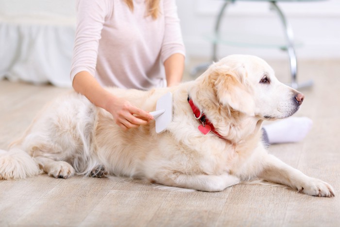 心地良さそうにブラッシングされている犬