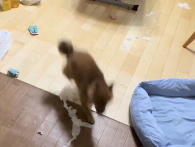 ジャンプしながら紙を散らかす犬